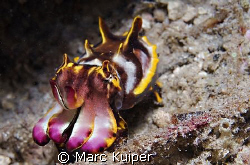 flamboyant cuttlefish. by Marc Kuiper 